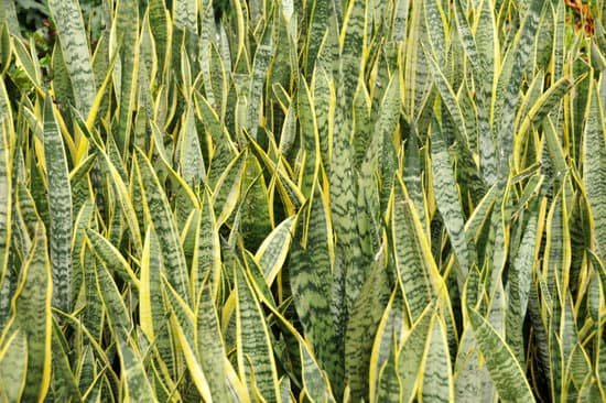 canva snake plants MAC rQj 4UY