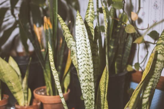 canva snake plants room MAEAWVOnhqU
