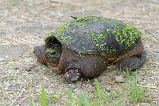 canva snapping turtle