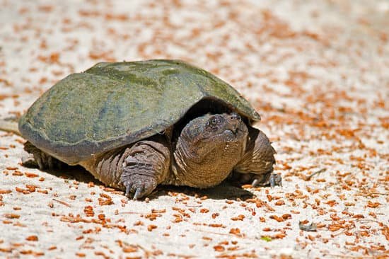 canva snapping turtle MADCVmIbn28