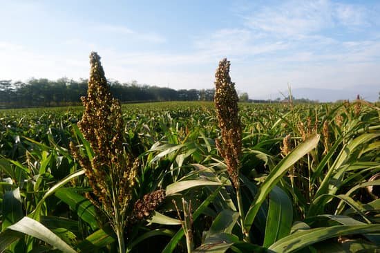 canva sorghum MADB2R5zJl0