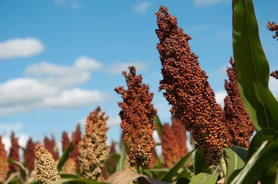 canva sorghum MAEEZqH4coU