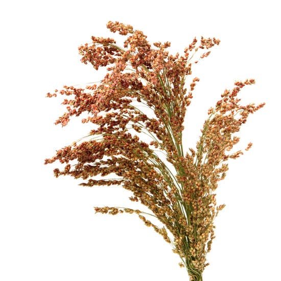 canva sorghum sorghum field MADE6rWyweM