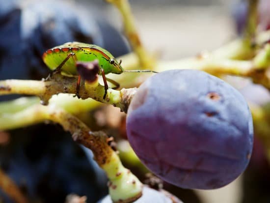 canva southern green stink bug on grapes MAC3 I2Y7f8