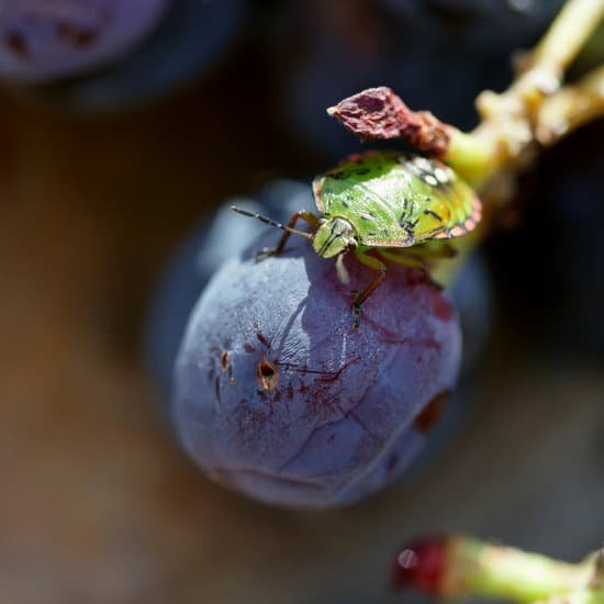 canva southern stink bug on grapes MAC3 HdJj0Y