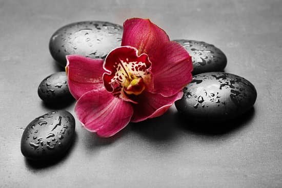 canva spa stones and red orchid on grey background MAD