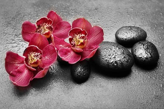 canva spa stones and red orchid on grey background MAD QsW5u74