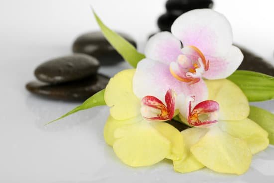 canva spa stones with orchid on light background MAD MPqm7ko