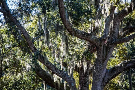 canva spanish moss in oak limbs MADRcr9oOdk