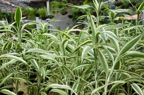 canva spider plant MAC AcXdiqI