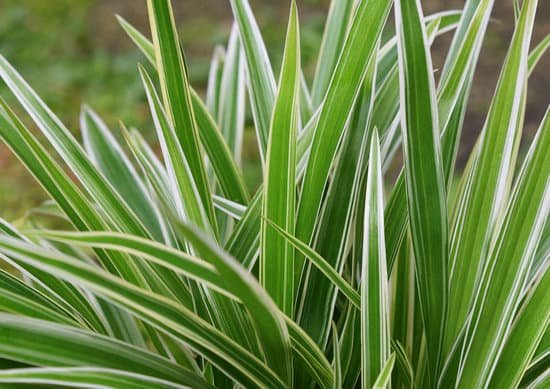 canva spider plant MADBD XTgWQ