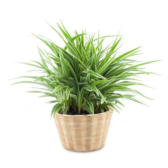 canva spider plant MADBuwNCSCk