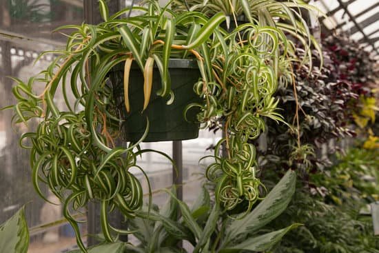 canva spider plant MADSbXscRfs