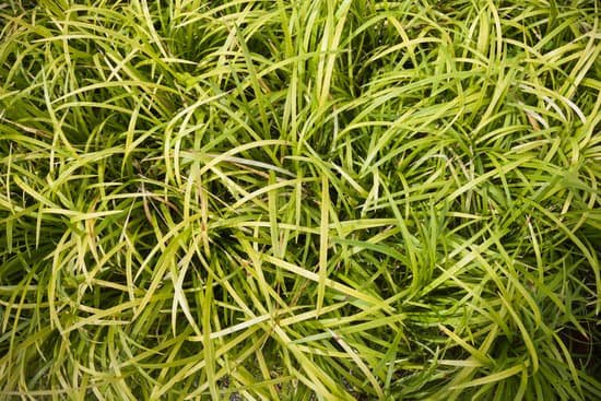 canva spider plant MAEEmQLxK M