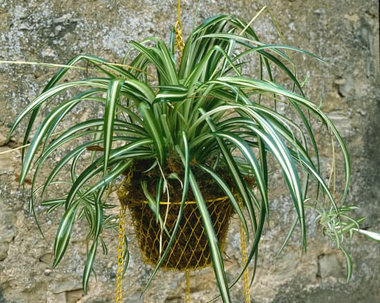canva spider plant MAETOYvGLIM