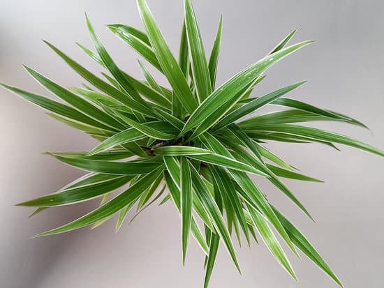 canva spider plant MAEnEYdLsfs