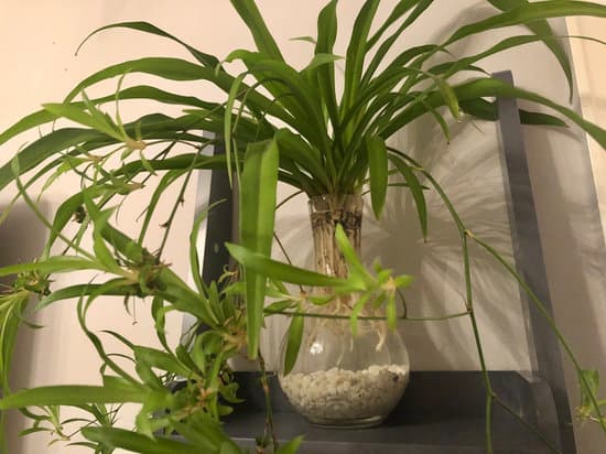 canva spider plant clorophytum MADrqEmvhLQ