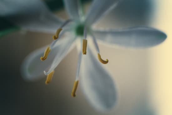 canva spider plant flower