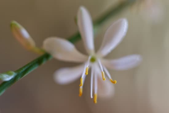 canva spider plant flower MAEEelWbpoE