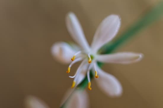 canva spider plant flower MAEEeqVuzo0