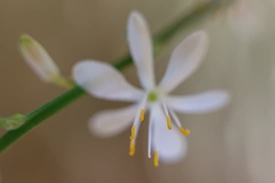 canva spider plant flower MAEFl6sIAQI