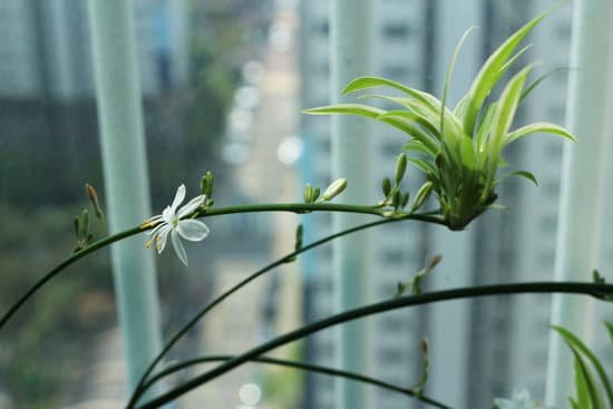 canva spider plant flowers in apartment