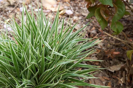 canva spider plant in garden MADBEschXyM