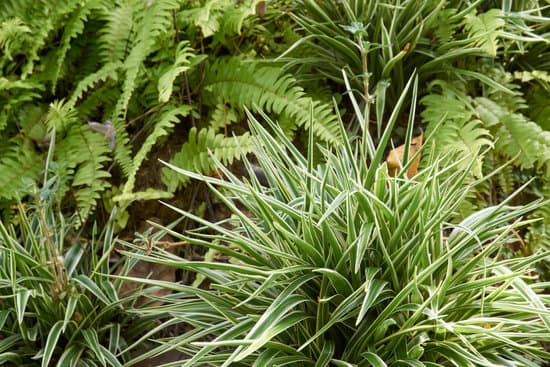 canva spider plant in garden MADBEvNWZHs