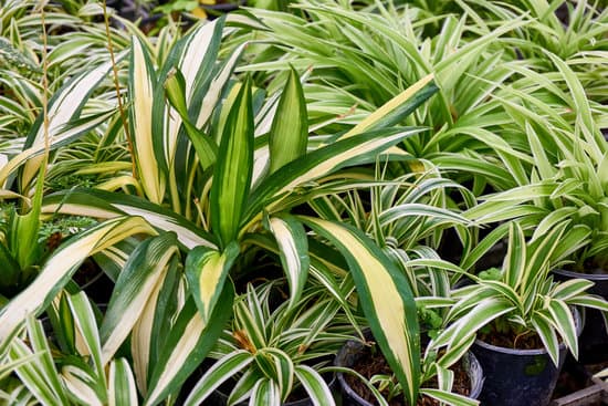 canva spider plant leaves MADCUlwI42o