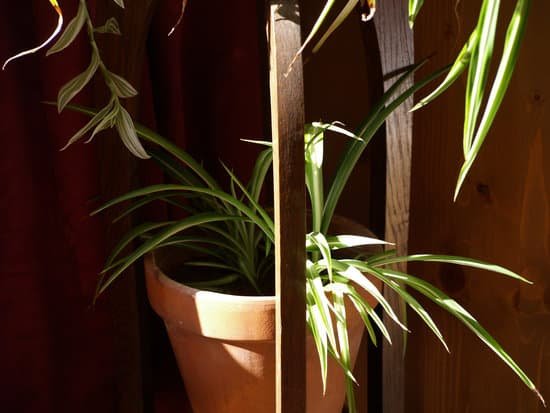 canva spider plant pot stand curtain MADBL2WAszI