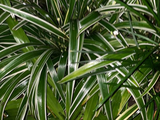 canva spider plants MAEKv2E Sk8
