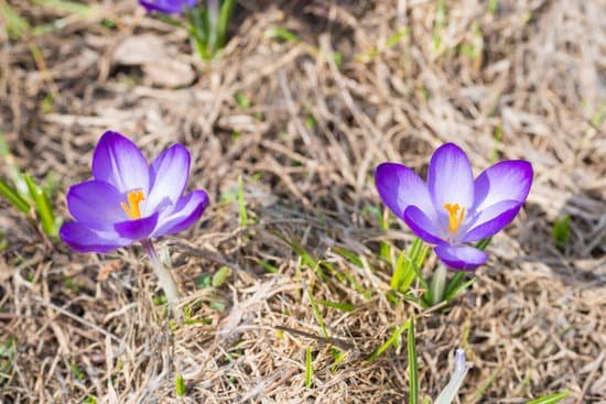 canva spring violet flowers crocuses MADdFiAjLuk