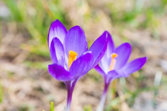 canva spring violet flowers crocuses MADdFmuaGfM