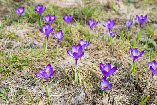 canva spring violet flowers crocuses MADmRyby0H8