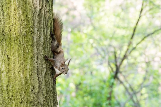 canva squirrel climbing tree MABnJaMNo9Y