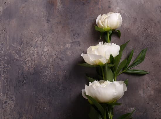 canva still life peonies flowers for background and decoration MAD9XTrrHkI