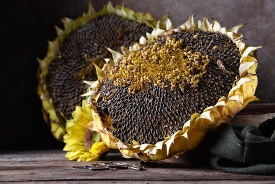 canva still life ripe organic sunflower MAEHpXBjQY8