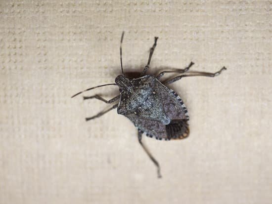 canva stink bug MACOaHuw4jM