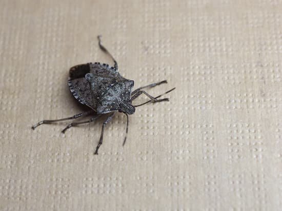 canva stink bug MACPletcA3g