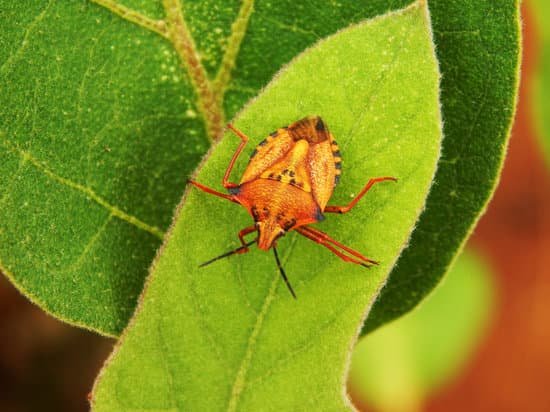 Where do stink bugs lay eggs? - JacAnswers