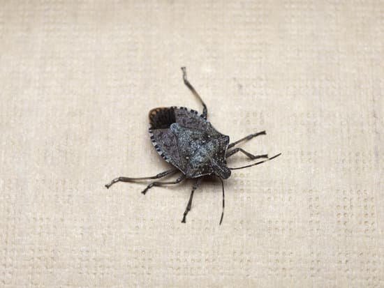 canva stink bug insect animal MACQANdD mc