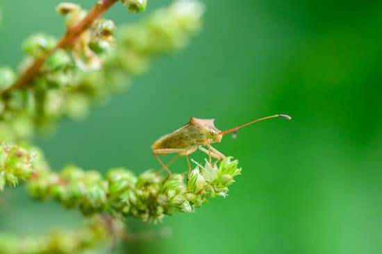 canva stink bug macro insect in nature