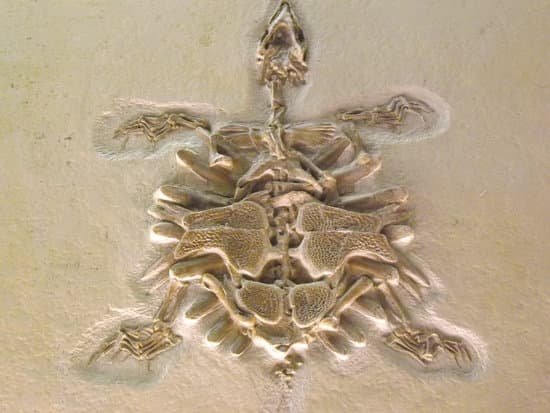 canva stone turtle MADE ERTTFU