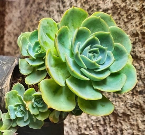 canva succulent MAErDGzp54Q