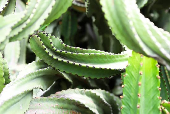 canva succulent branches close up MAElQL6tKRg