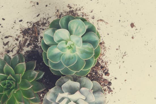 canva succulent growing plants MACXVcUCu1A