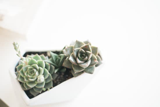 canva succulent in a white pot MAECoHJkm0I