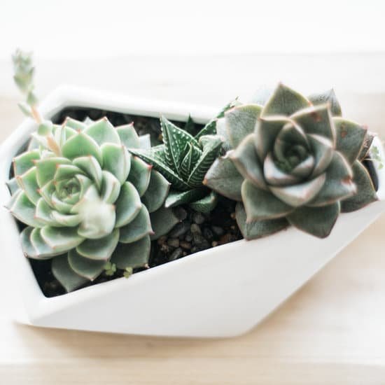 canva succulent in a white pot MAECoHQsM M