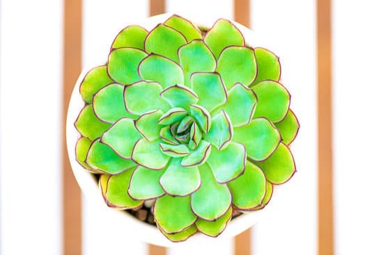 canva succulent in a white poy MAD c JlSE0