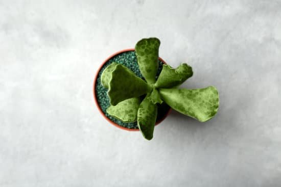 canva succulent in pot on grey background MAD QytdfNw
